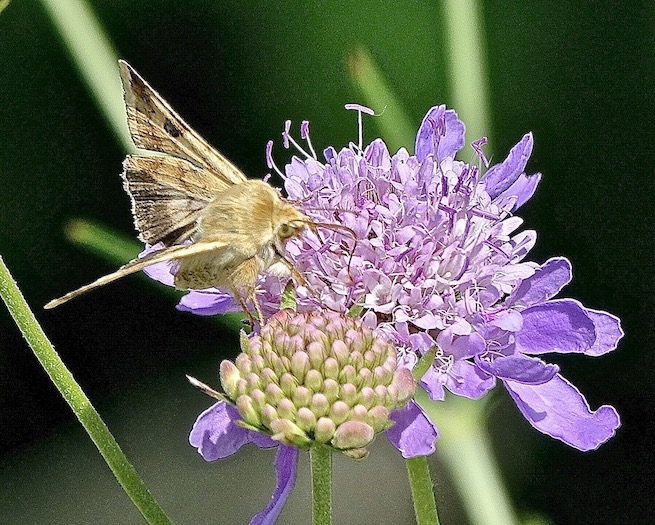 bordered straw